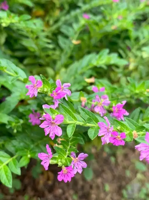 细叶萼距花.秋景园花境