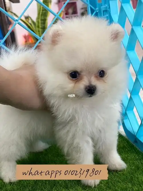 白色博美犬宝宝等待主人