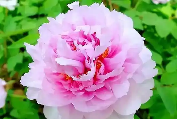 观赏牡丹四大名品:姚黄,魏紫,豆绿,赵粉欣赏