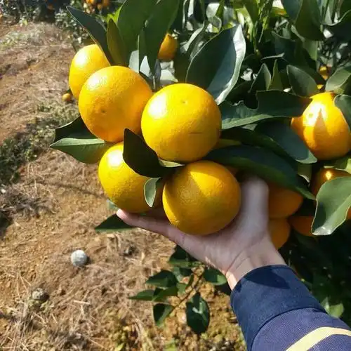 廉江红橙 65 - 70mm 4-8两