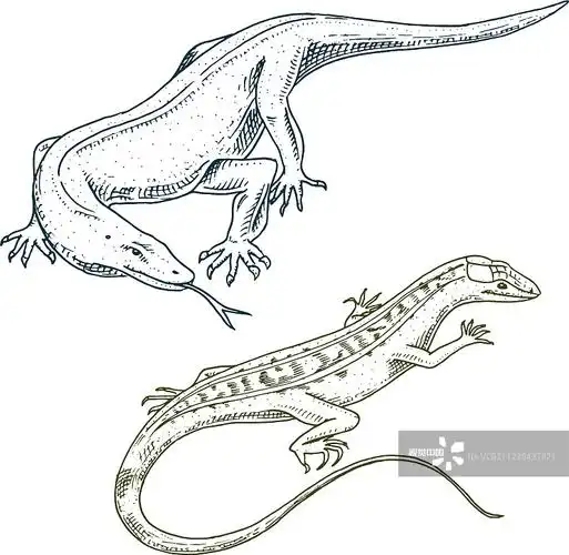 科莫多巨蜥美洲沙蜥