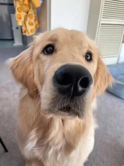 每次吃零食的时候都有双眼睛直勾勾的盯着我