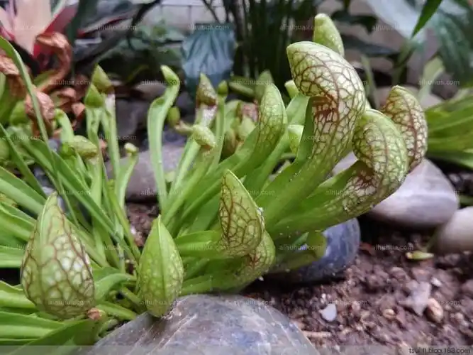 鹦鹉瓶子草图片