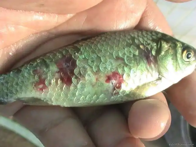 鲫鱼疖疮病(图)