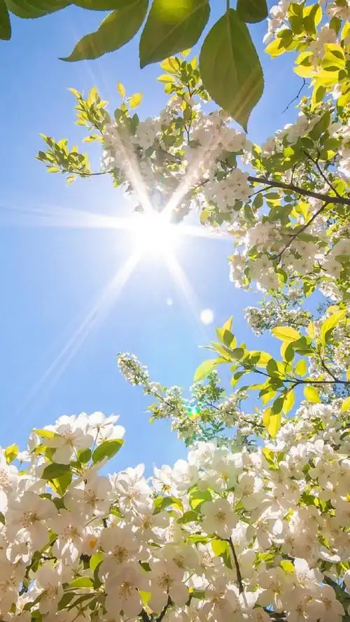 清新浪漫梨花壁纸