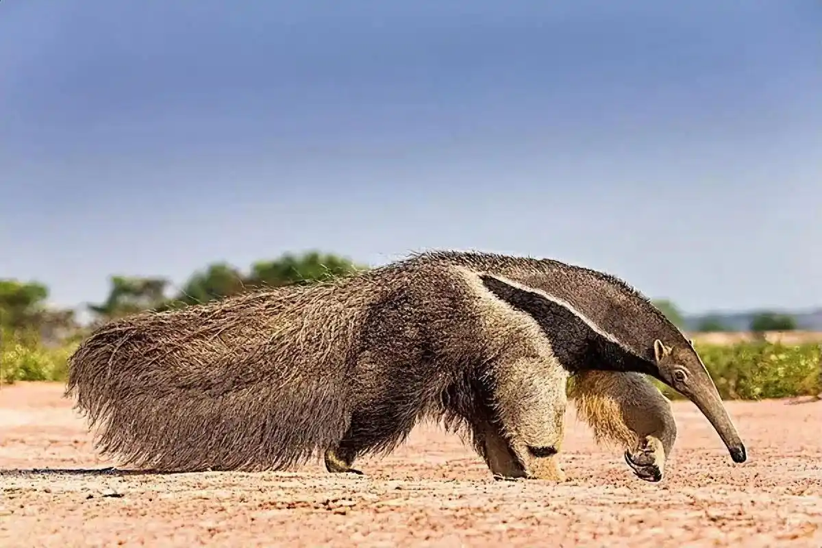 食蚁兽是一种非常神奇的动物,它们以蚁为主食,而它们那神奇的舌头则是