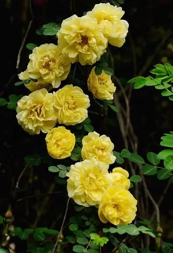 一组花卉习作——刺梅蔷薇