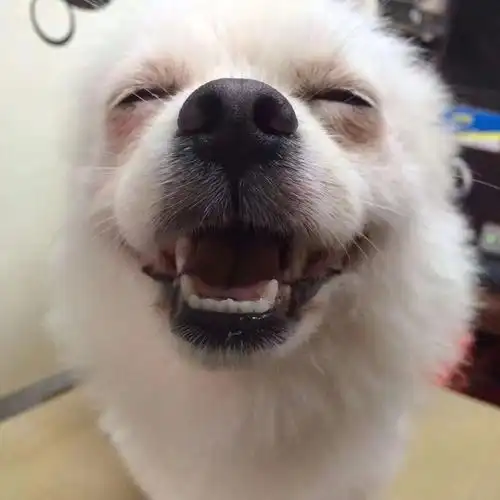 狗嘴里吐不出象牙就是这个意思呗.嘿嘿 - 七布彩猫 - 图虫