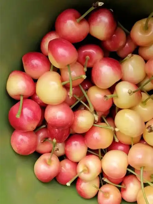 黄金车厘子雷尼尔现货孕妇水果新鲜3j4斤礼盒顺丰智利进口黄樱桃2j26