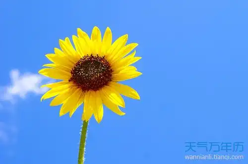 太阳花的花语是什么 太阳花的寓意