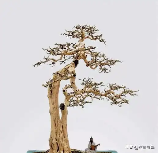 大飘枝太随意搞不好就叫瞎折腾