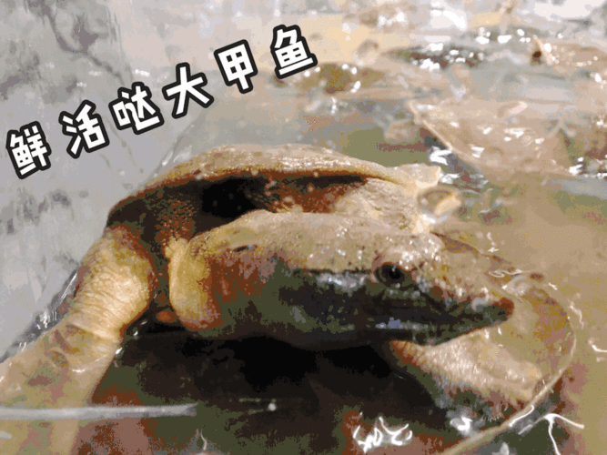 guo 请点击此处输入图片描述 注意注意涨知识啦 甲鱼又名憋或王八