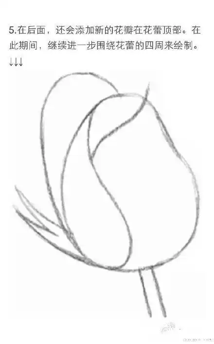 【如何用铅笔画一朵玫瑰花?】想用玫瑰表达心意?