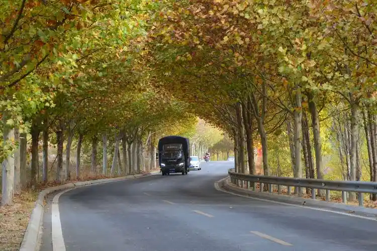 莱芜最美乡村公路——茶业口镇法桐大道