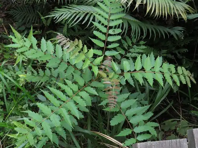 怎样鉴定羽状复叶植物的营养体
