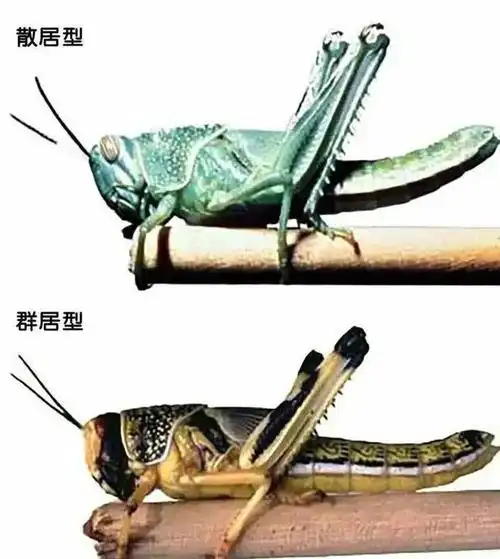 蝗灾时的蝗虫,为啥有毒不能吃?
