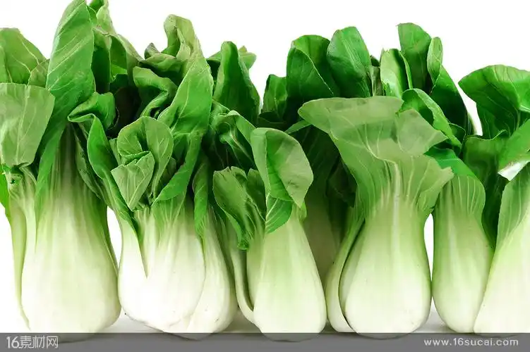 新鲜青菜高清图片