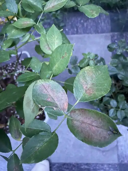 月季叶片不正常药害了怎么办