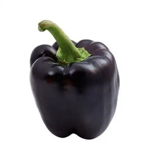 荷兰紫水晶甜椒种子紫色五彩彩椒辣椒种籽春秋家庭园艺种子