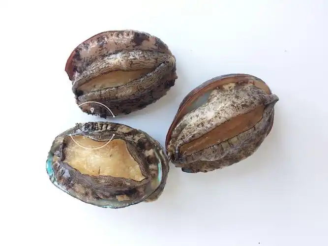 鲍鱼价格与营养价值立夏后