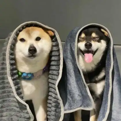 小动物情侣头像呆萌一对 高清可爱的情侣头像萌宠一人一半图片_情侣