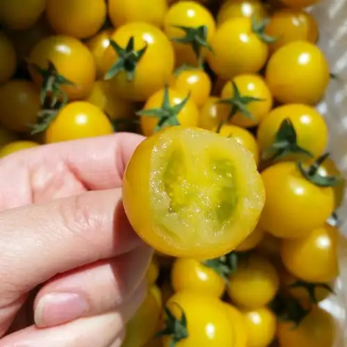 黄色圣女果新鲜夏日阳光樱桃玲珑小番茄水果甜小番茄