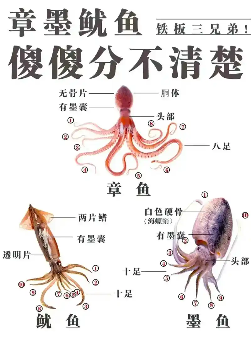 铁板鱿鱼须,章鱼小 - 抖音