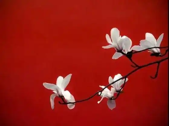 形容红色的唯美句子关于红色的文案句子