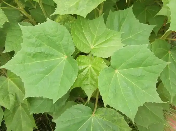 木芙蓉叶提取物专业提取量 77.00 /公斤