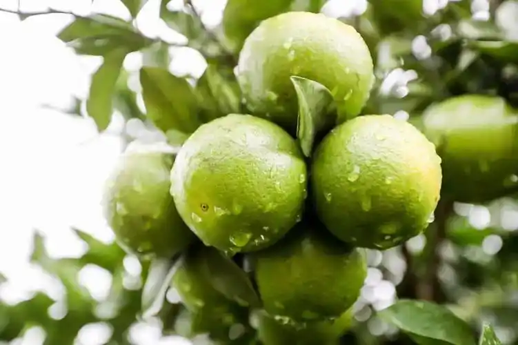 琼中新闻网-南海网