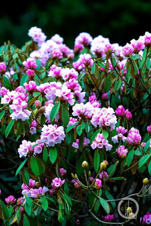 金佛山高山杜鹃花初露峥嵘五一前后将迎来最佳观赏期