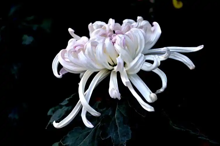 北京植物园菊花展