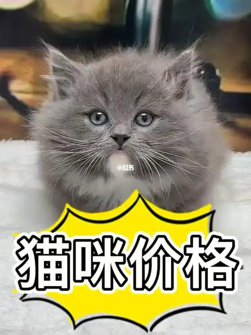 猫咪价格