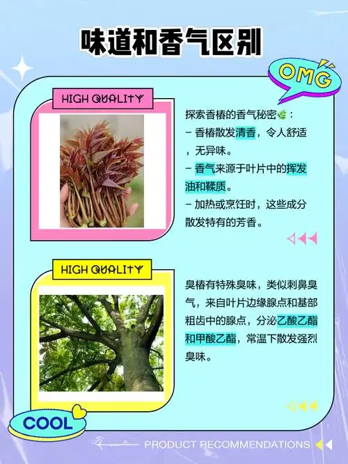 香椿和臭椿的区别 最近在家里的花园里发现了一种特别的树,叶子闻起来