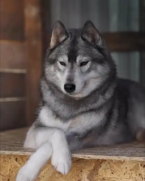 生气了我们哈士奇真的很帅