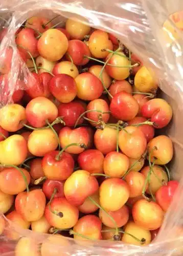 刚刚买了盒黄色车厘子太好吃了