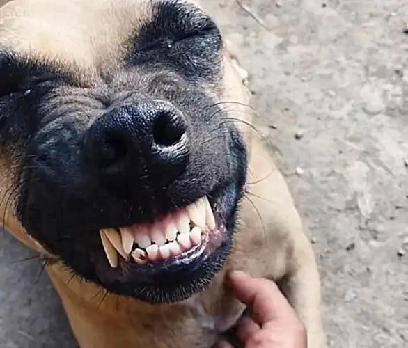 狗肉店买回一只狗狗,死里逃生后,开心地咧嘴大笑,重获新生
