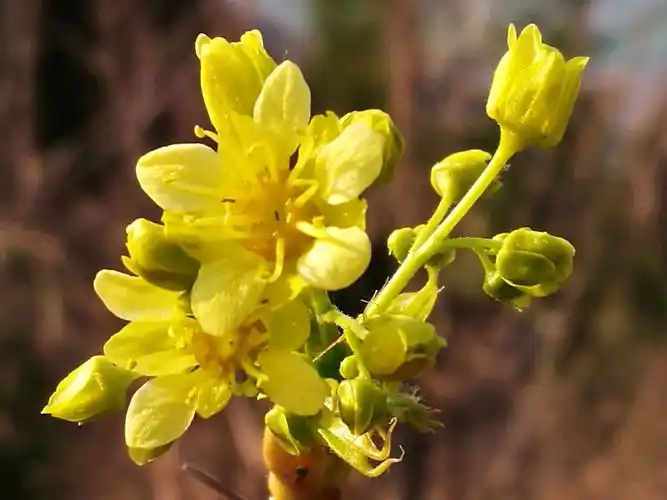 登莲花山看春天济南 - 美篇