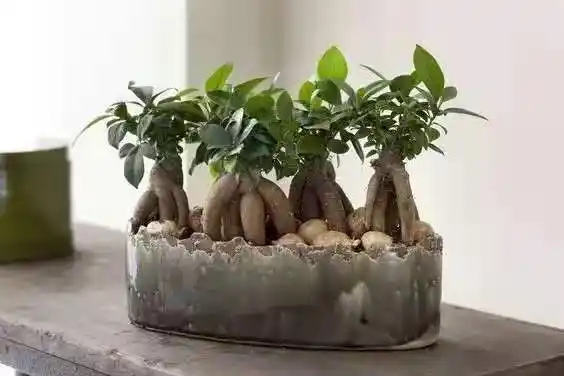 这两种观根植物,不看脸蛋看身材_腾讯新闻