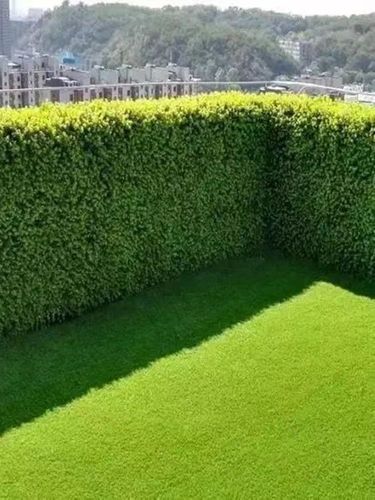 淘宝￥18折后价￥18庭院绿化围栏围墙树苗北海道黄杨苗篱笆苗大叶冬青