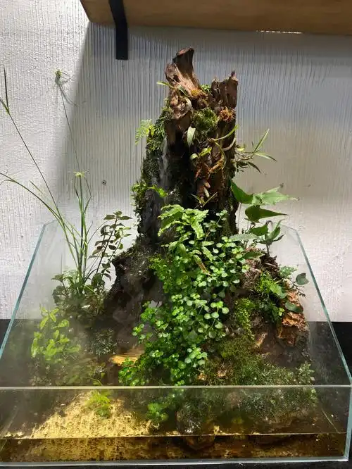 昆明探店  #雨林缸  #雨林缸造景  #水陆缸这是一个宽50厘米,长40