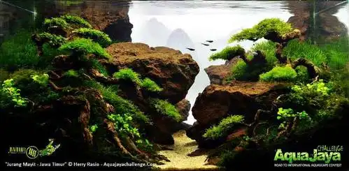 60cm草缸造景优秀作品图片展