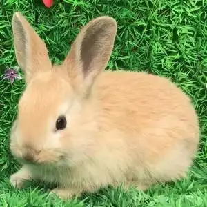 兔子活物家养小兔子活体熊猫兔子一对幼崽小白兔宠物兔健康好养活