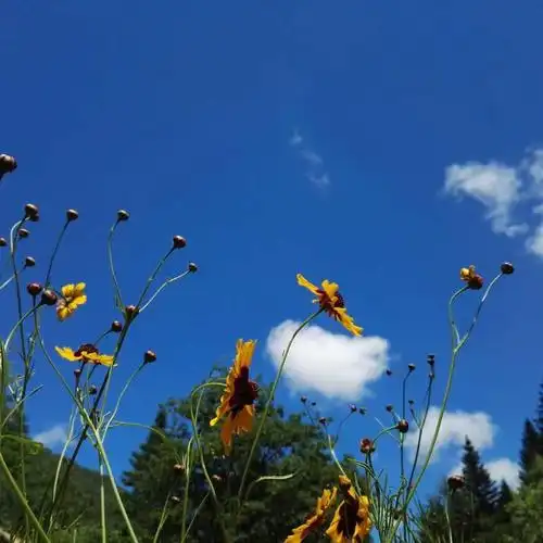 阳光灿烂下的小幸福头像