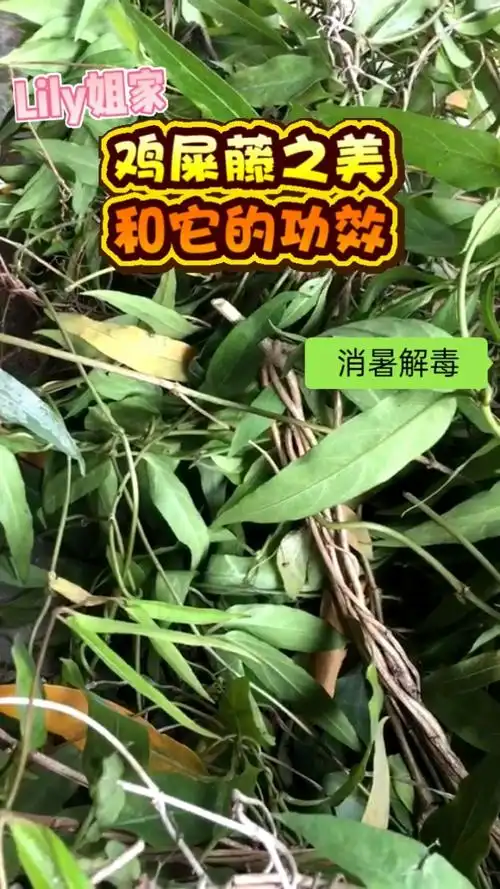 正宗鸡屎藤找lily姐,今天又上山采摘正宗鸡屎藤,它功效强大,有约吗?