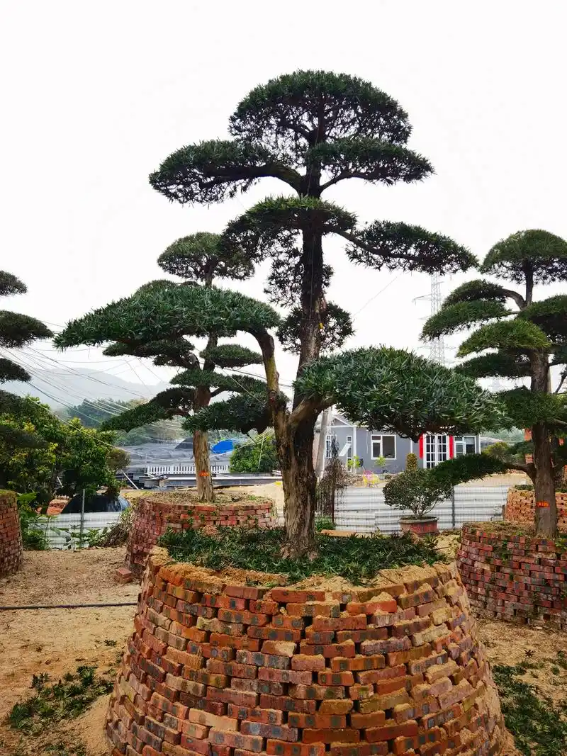 庭院的景观树你选对了吗