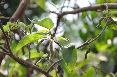 99年再度看构树雄花(1)