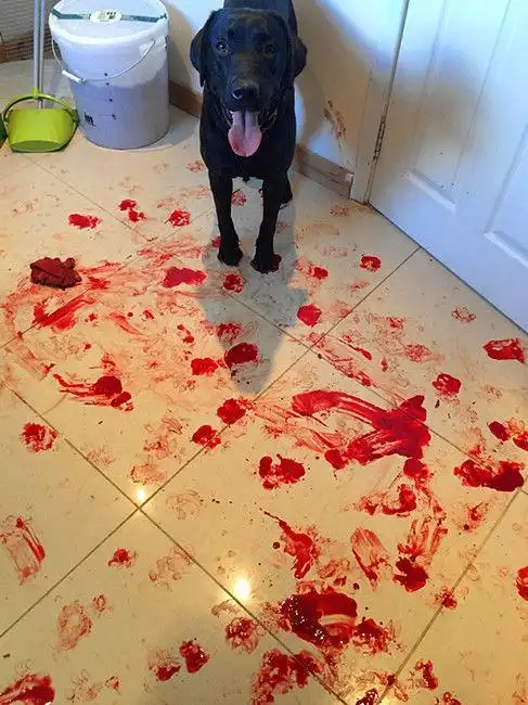 主人出门留宠物狗在家,回来后发现地上全是血,知道真相后放松了