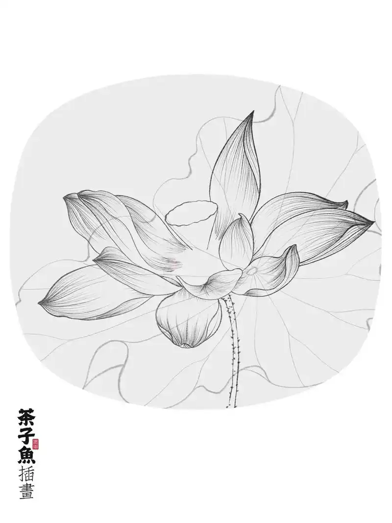 工笔荷花 | 附样稿,线稿,色卡,图层.工具|ipad pr - 抖音