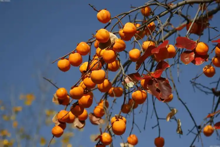 老师还给小朋友们看了秋天丰收的各种农作物和我们吃的瓜果蔬菜的图片